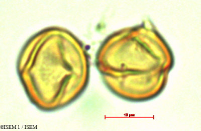 Cybianthus humilis - lame n° 29321